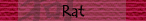 Rat