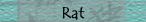 Rat