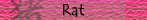 Rat